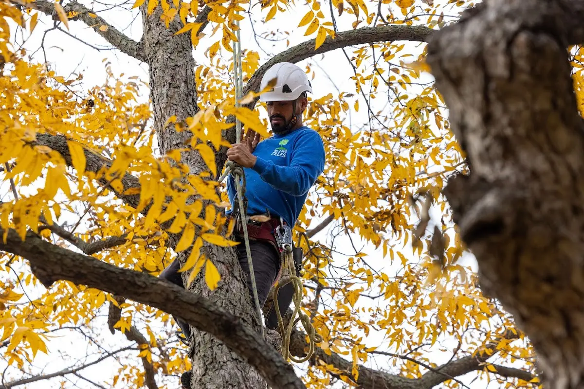 Skilled Tree Pruning crew working in Welda